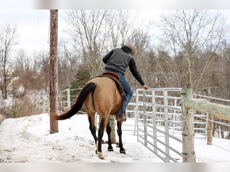 American Quarter Horse Ruin 7 Jaar 155 cm Buckskin in Needmore