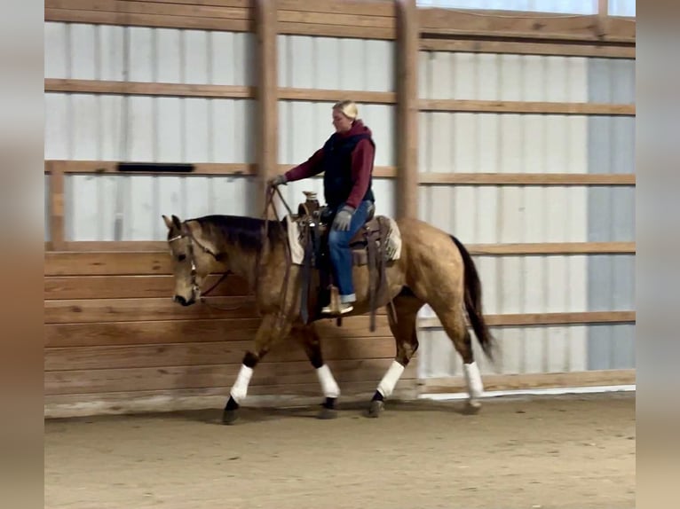 American Quarter Horse Ruin 7 Jaar 155 cm Buckskin in New Holland