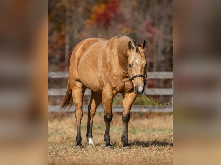 American Quarter Horse Ruin 7 Jaar 155 cm Buckskin in New Holland