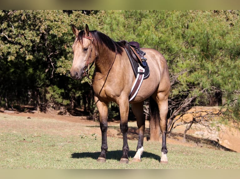 American Quarter Horse Ruin 7 Jaar 155 cm Buckskin in Cleburne TX