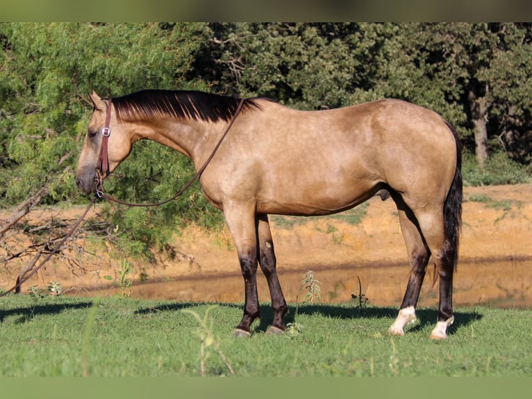 American Quarter Horse Ruin 7 Jaar 155 cm Buckskin in Cleburne TX