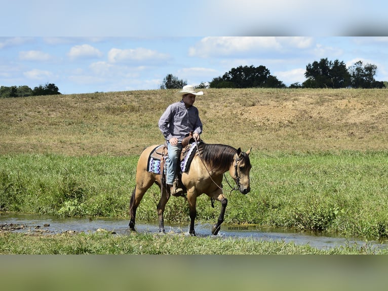 American Quarter Horse Ruin 7 Jaar 155 cm Buckskin in Fredericksburg