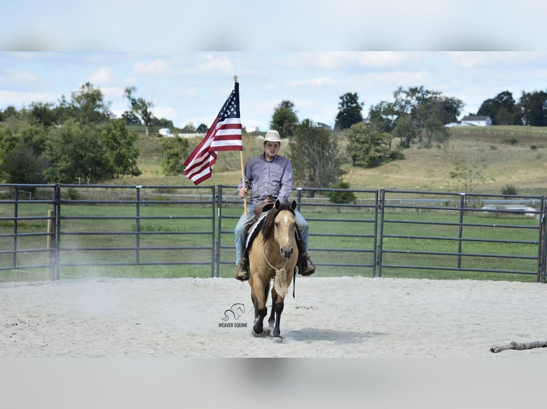 American Quarter Horse Ruin 7 Jaar 155 cm Buckskin in Fredericksburg
