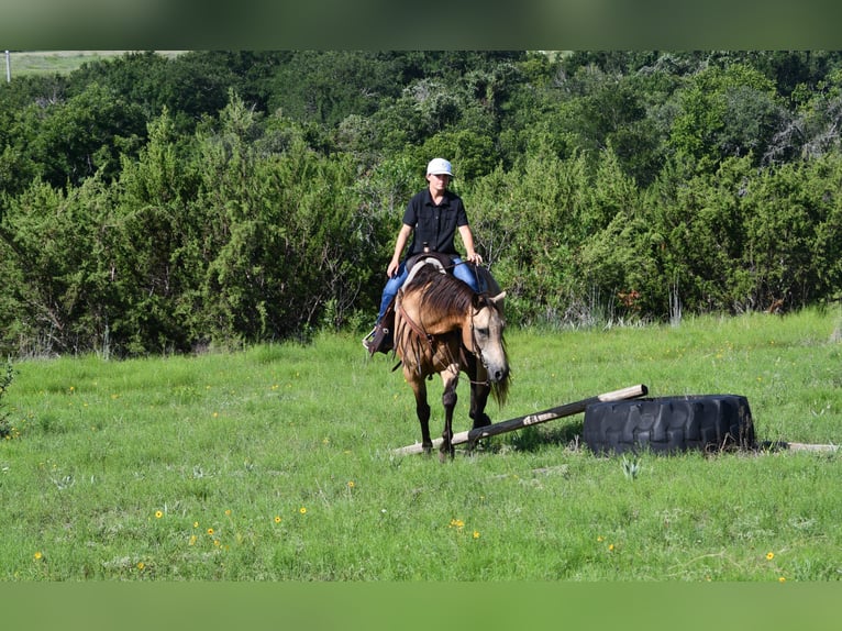 American Quarter Horse Ruin 7 Jaar 155 cm Buckskin in Stephenville
