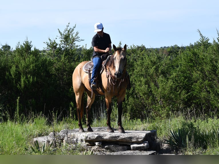 American Quarter Horse Ruin 7 Jaar 155 cm Buckskin in Stephenville