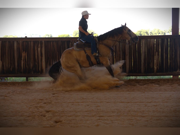American Quarter Horse Ruin 7 Jaar 155 cm Buckskin in Stephenville