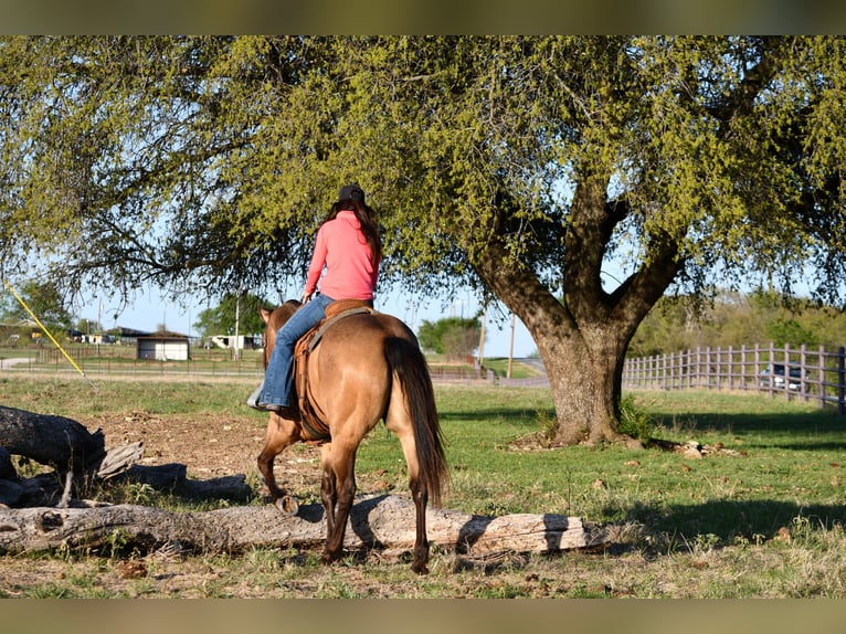 American Quarter Horse Ruin 7 Jaar 155 cm Buckskin in Stephenville