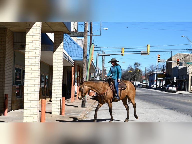 American Quarter Horse Ruin 7 Jaar 155 cm Buckskin in Stephenville