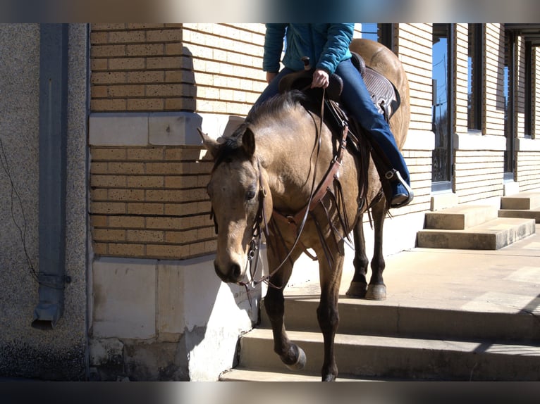 American Quarter Horse Ruin 7 Jaar 155 cm Buckskin in Stephenville