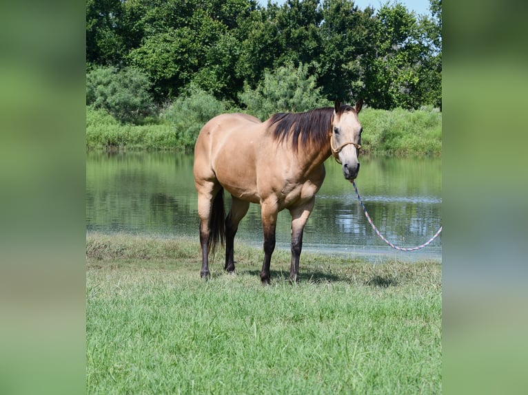 American Quarter Horse Ruin 7 Jaar 155 cm Buckskin in Stephenville