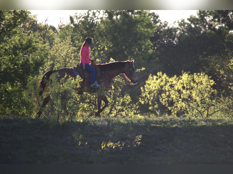 American Quarter Horse Ruin 7 Jaar 155 cm Buckskin in Stephenville
