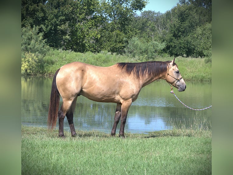 American Quarter Horse Ruin 7 Jaar 155 cm Buckskin in Stephenville