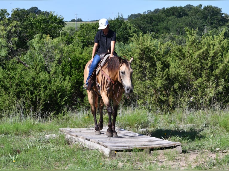 American Quarter Horse Ruin 7 Jaar 155 cm Buckskin in Stephenville