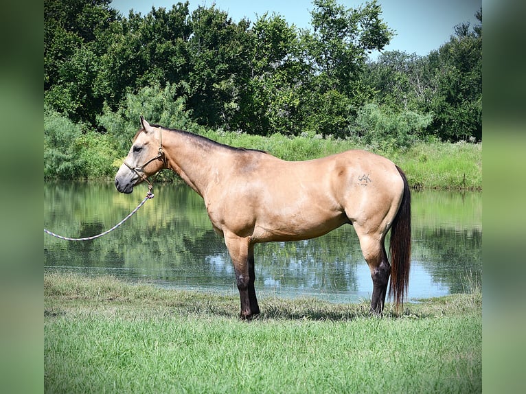 American Quarter Horse Ruin 7 Jaar 155 cm Buckskin in Stephenville