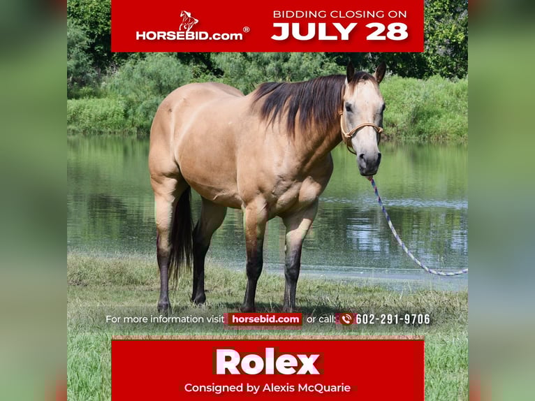 American Quarter Horse Ruin 7 Jaar 155 cm Buckskin in Stephenville