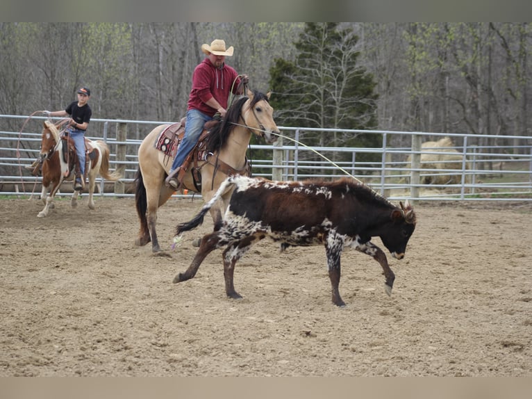 American Quarter Horse Ruin 7 Jaar 155 cm Buckskin in Mount Vernon Ky