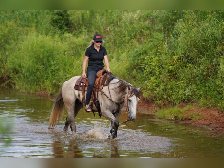 American Quarter Horse Ruin 7 Jaar 155 cm Buckskin in Post Oak Bend City Tx