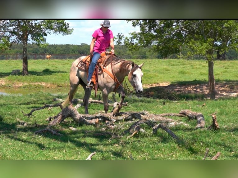 American Quarter Horse Ruin 7 Jaar 155 cm Buckskin in Post Oak Bend City Tx