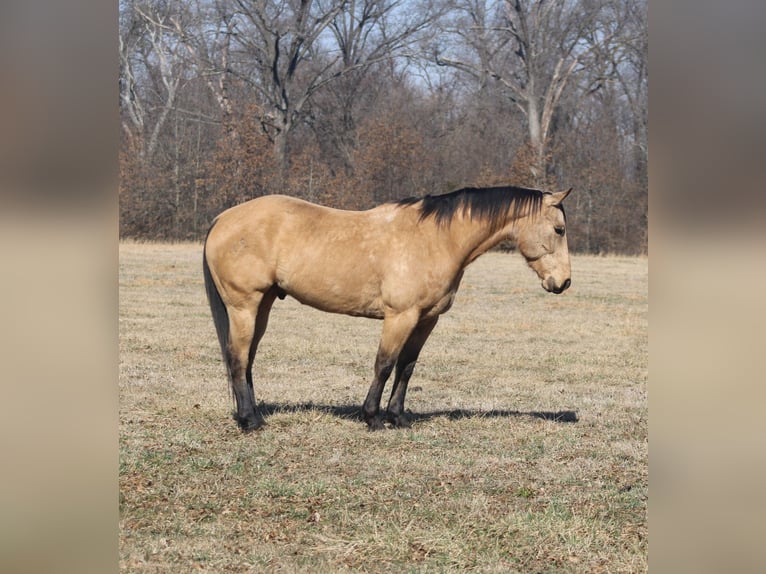 American Quarter Horse Ruin 7 Jaar 155 cm Buckskin in Brownstown, IL