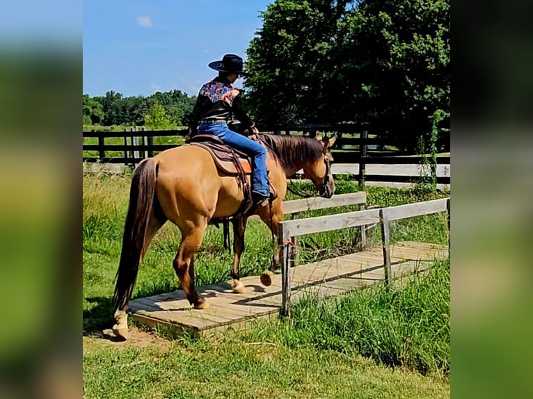 American Quarter Horse Ruin 7 Jaar 155 cm Buckskin in Robards