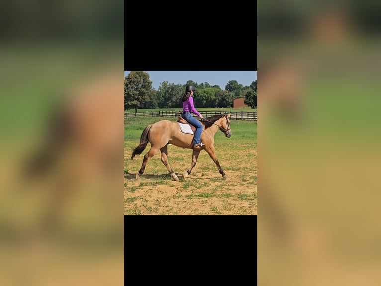 American Quarter Horse Ruin 7 Jaar 155 cm Buckskin in Robards