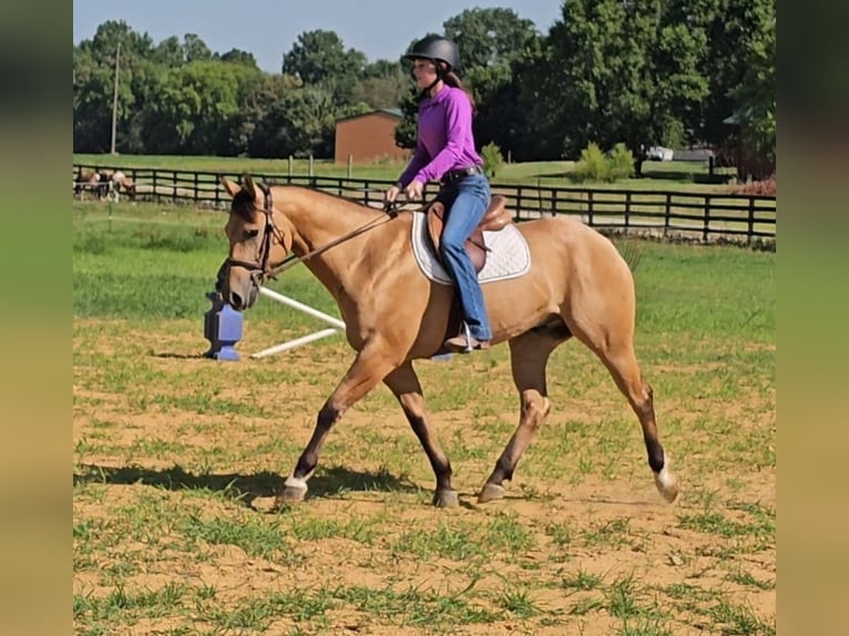 American Quarter Horse Ruin 7 Jaar 155 cm Buckskin in Robards