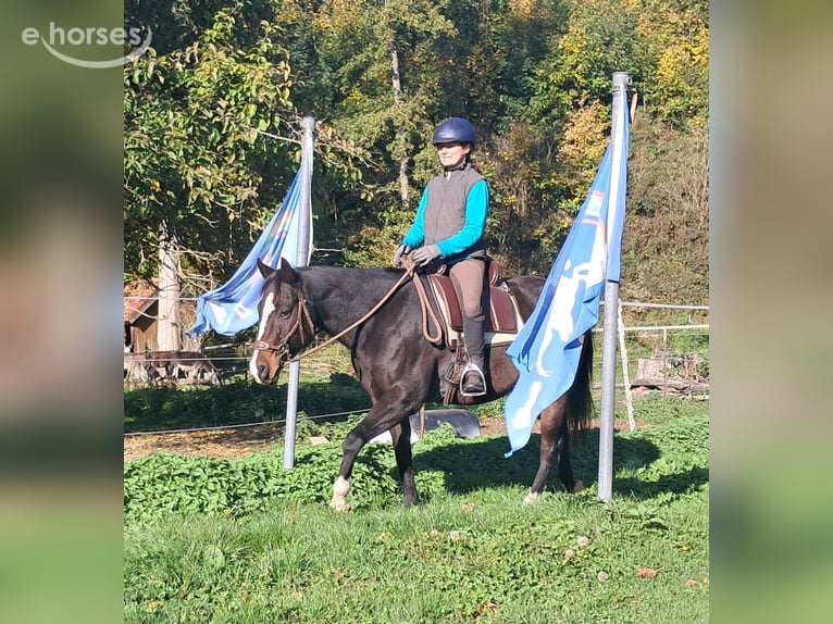 American Quarter Horse Ruin 7 Jaar 155 cm Donkerbruin in Bayerbach