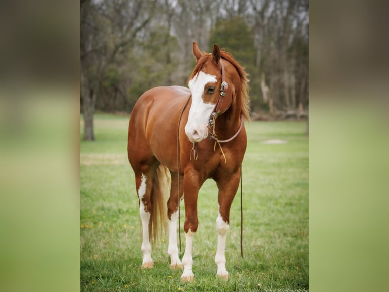 American Quarter Horse Ruin 7 Jaar 155 cm Donkere-vos in Auburn KY