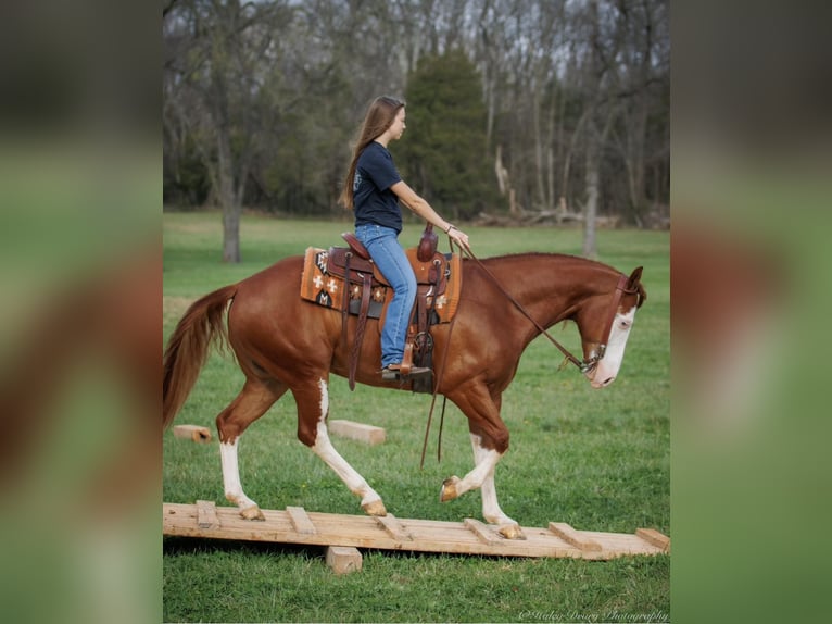 American Quarter Horse Ruin 7 Jaar 155 cm Donkere-vos in Auburn KY