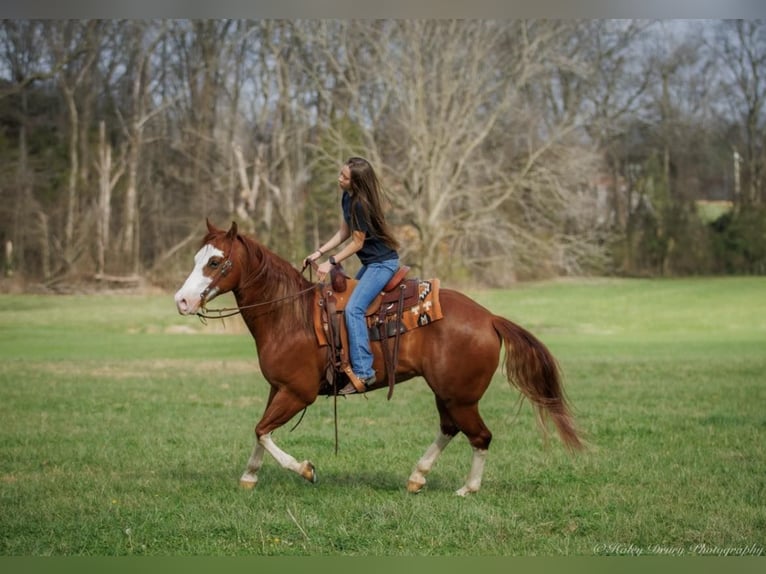 American Quarter Horse Ruin 7 Jaar 155 cm Donkere-vos in Auburn KY