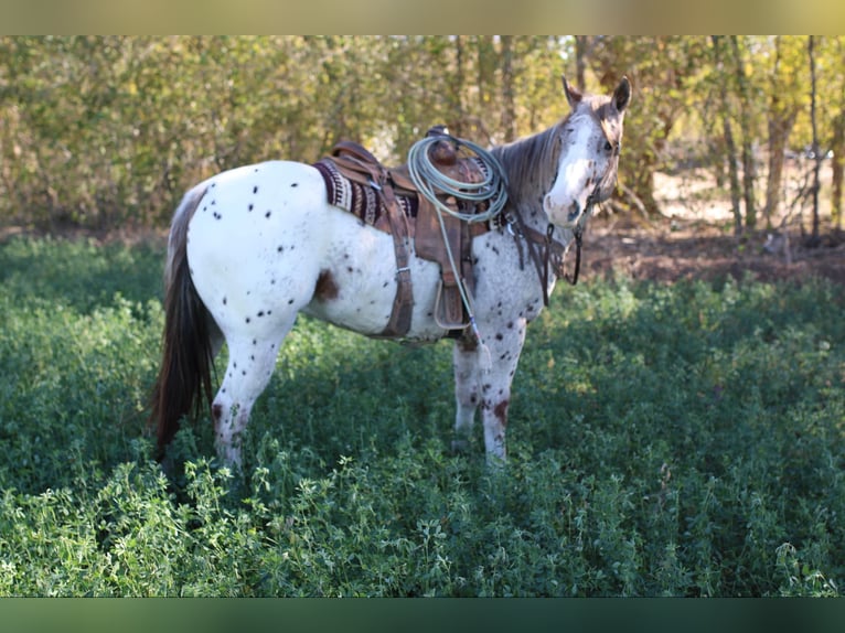 American Quarter Horse Ruin 7 Jaar 155 cm Donkere-vos in El Paso TX