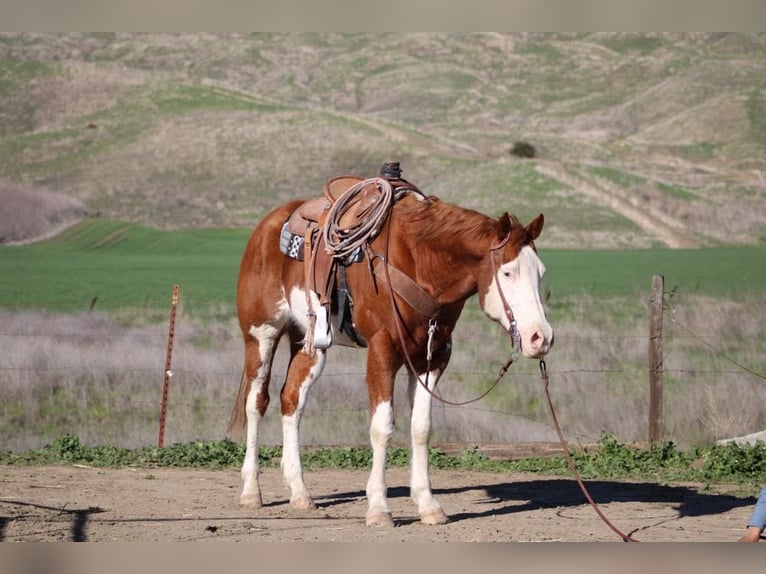 American Quarter Horse Ruin 7 Jaar 155 cm Donkere-vos in King City CA