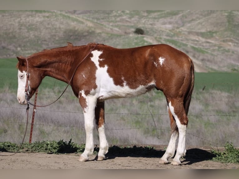 American Quarter Horse Ruin 7 Jaar 155 cm Donkere-vos in King City CA