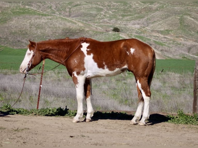 American Quarter Horse Ruin 7 Jaar 155 cm Donkere-vos in King City CA