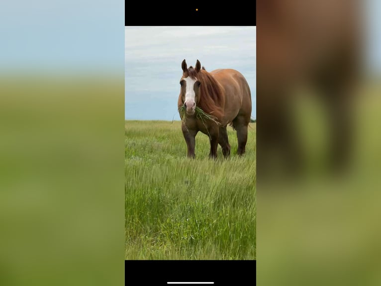 American Quarter Horse Ruin 7 Jaar 155 cm Falbe in Crescent