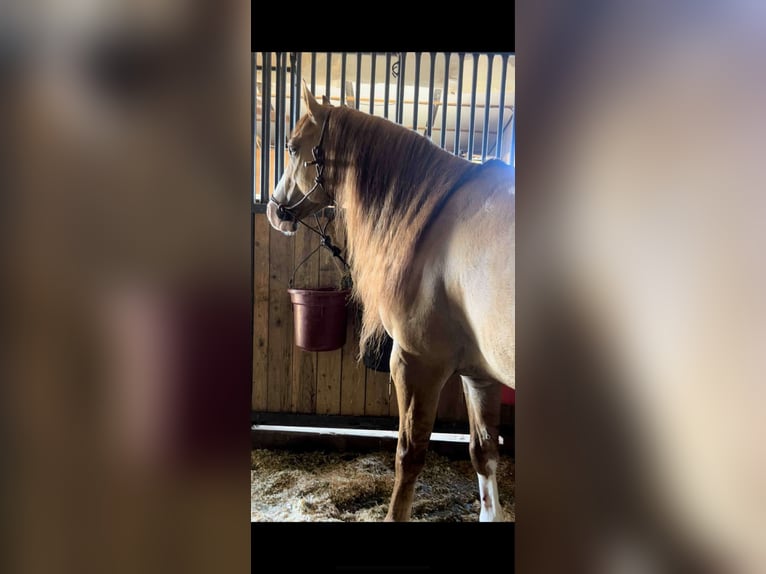 American Quarter Horse Ruin 7 Jaar 155 cm Falbe in Crescent