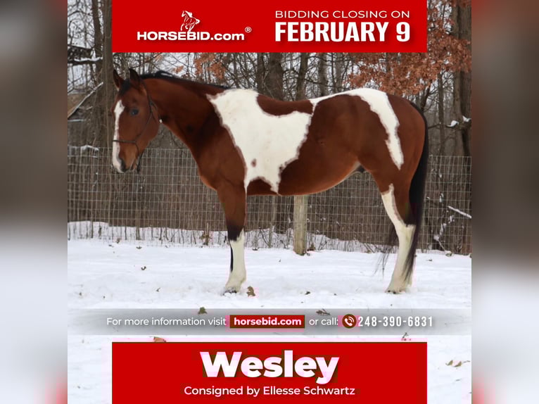 American Quarter Horse Ruin 7 Jaar 155 cm Gevlekt-paard in Howell