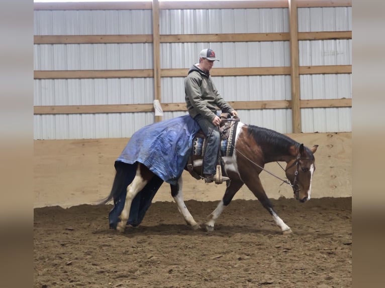 American Quarter Horse Ruin 7 Jaar 155 cm Gevlekt-paard in Howell