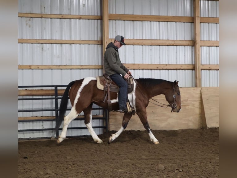 American Quarter Horse Ruin 7 Jaar 155 cm Gevlekt-paard in Howell