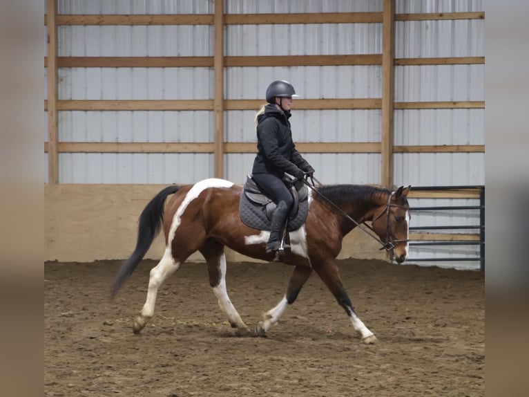 American Quarter Horse Ruin 7 Jaar 155 cm Gevlekt-paard in Howell