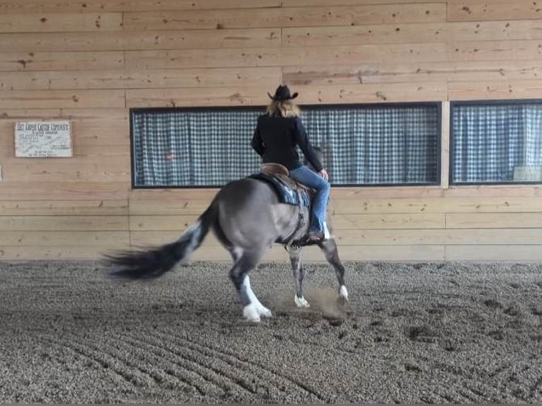 American Quarter Horse Ruin 7 Jaar 155 cm Grullo in Winchester OH