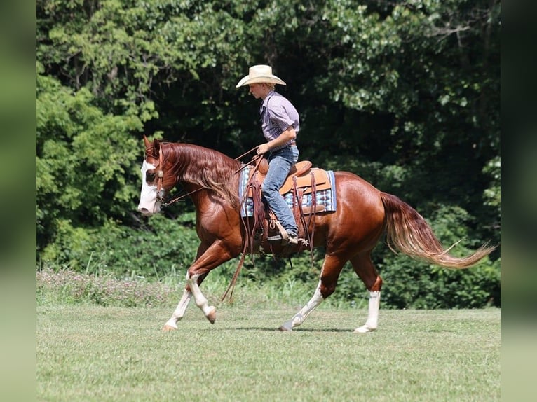 American Quarter Horse Ruin 7 Jaar 155 cm Overo-alle-kleuren in Level Green Ky