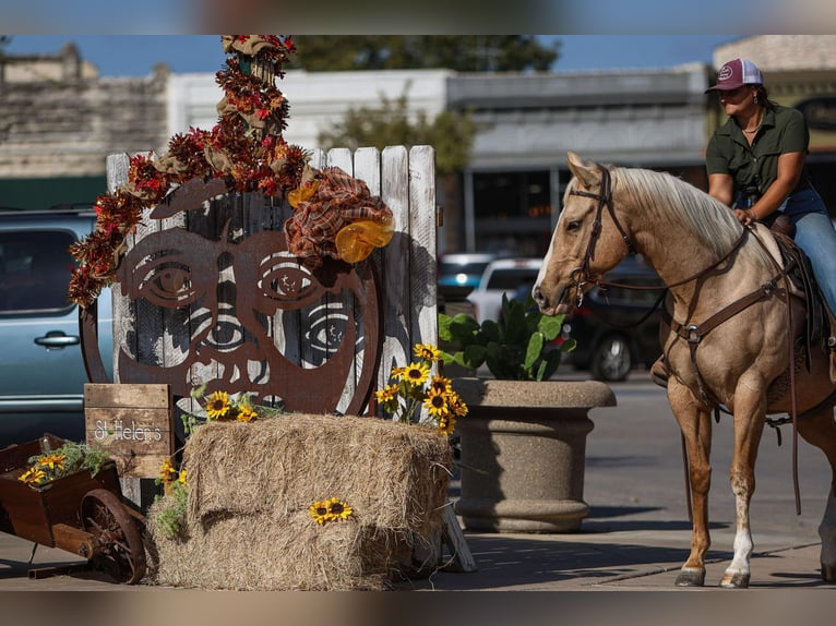 American Quarter Horse Ruin 7 Jaar 155 cm Palomino in Granbury TX