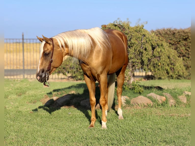 American Quarter Horse Ruin 7 Jaar 155 cm Palomino in Pleasant Grove CA