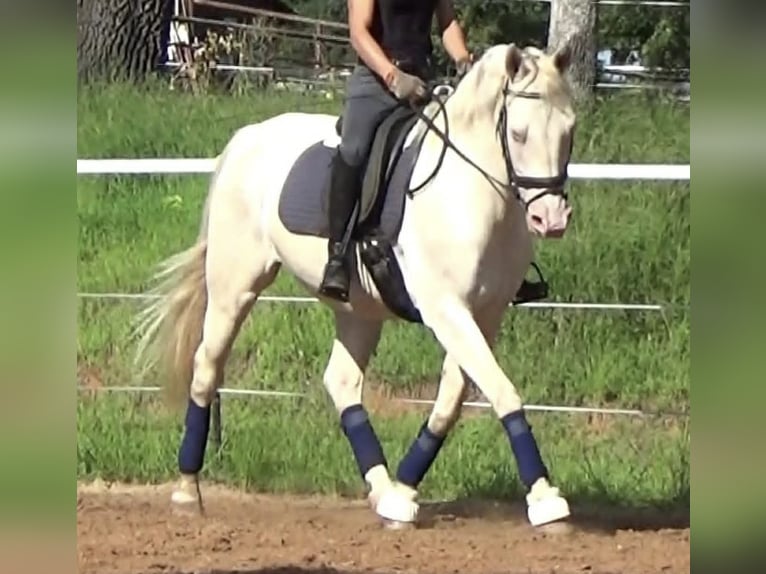 American Quarter Horse Ruin 7 Jaar 155 cm Perlino in Warsaw