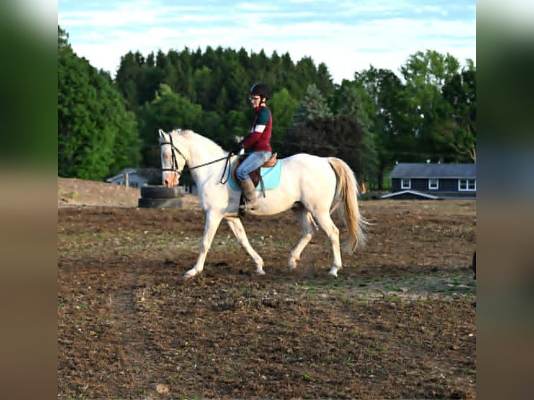 American Quarter Horse Ruin 7 Jaar 155 cm Perlino in Warsaw