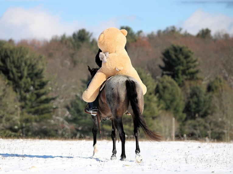 American Quarter Horse Ruin 7 Jaar 155 cm Roan-Bay in Clarion