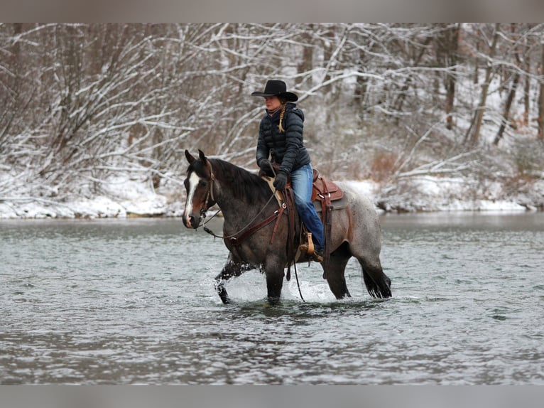 American Quarter Horse Ruin 7 Jaar 155 cm Roan-Bay in Clarion