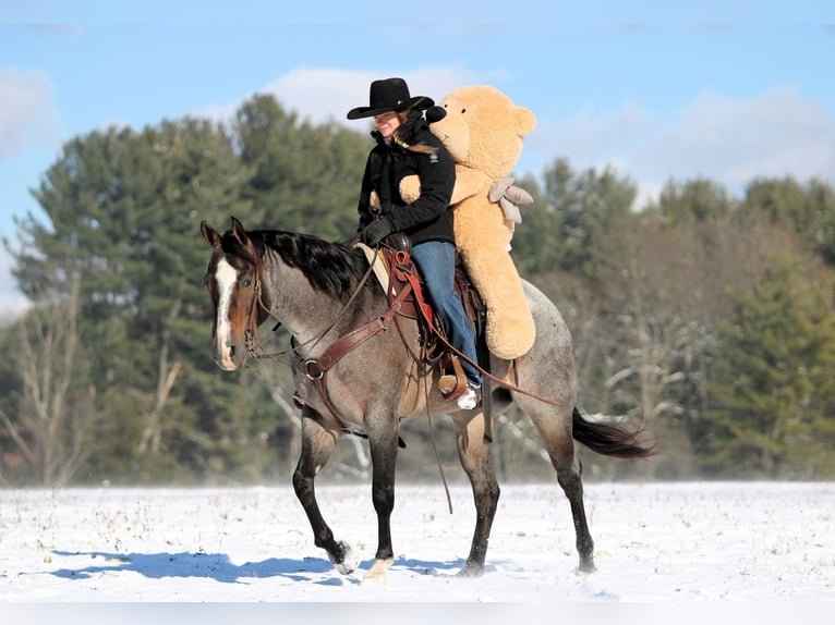 American Quarter Horse Ruin 7 Jaar 155 cm Roan-Bay in Clarion