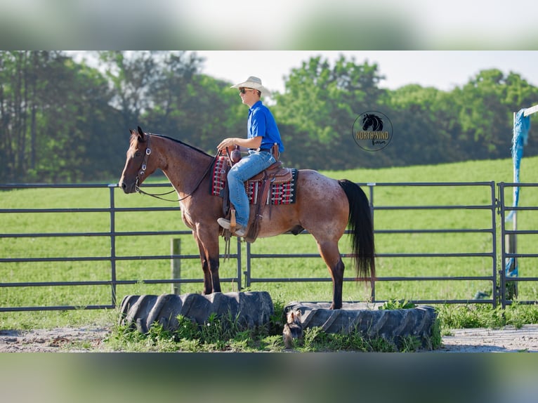 American Quarter Horse Ruin 7 Jaar 155 cm Roan-Bay in Fredericksburg